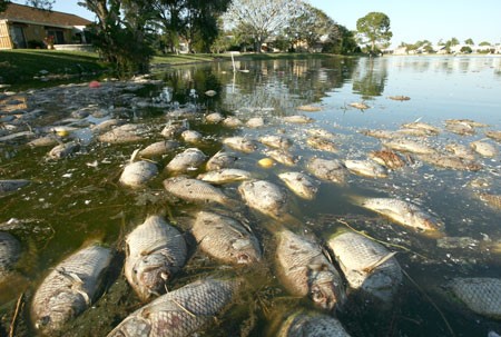 Dead fish in bay