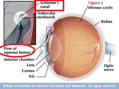 Anatomy of the eye