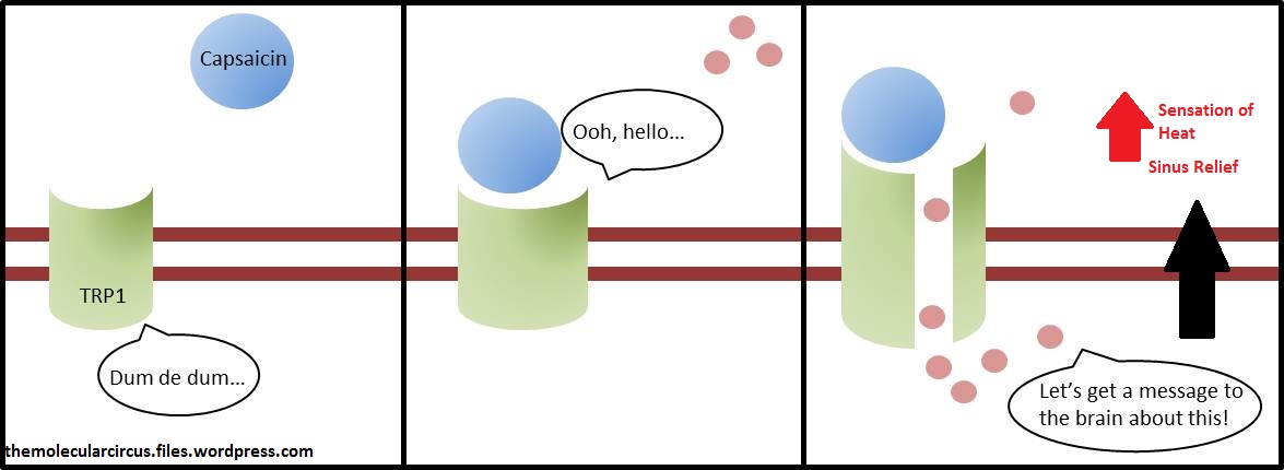 capsaicin diagram