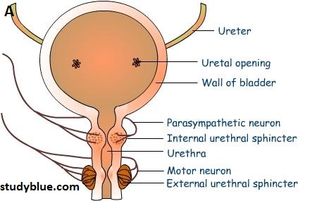 diagram of urination